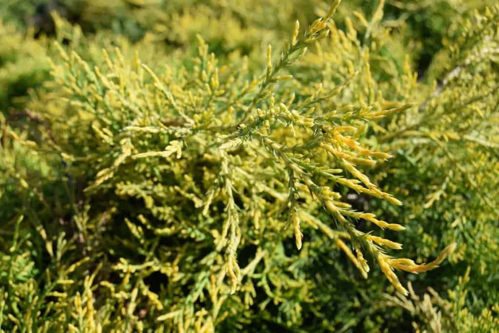 Juniperus x pfitzeriana 'Old Gold' 15-20 cm